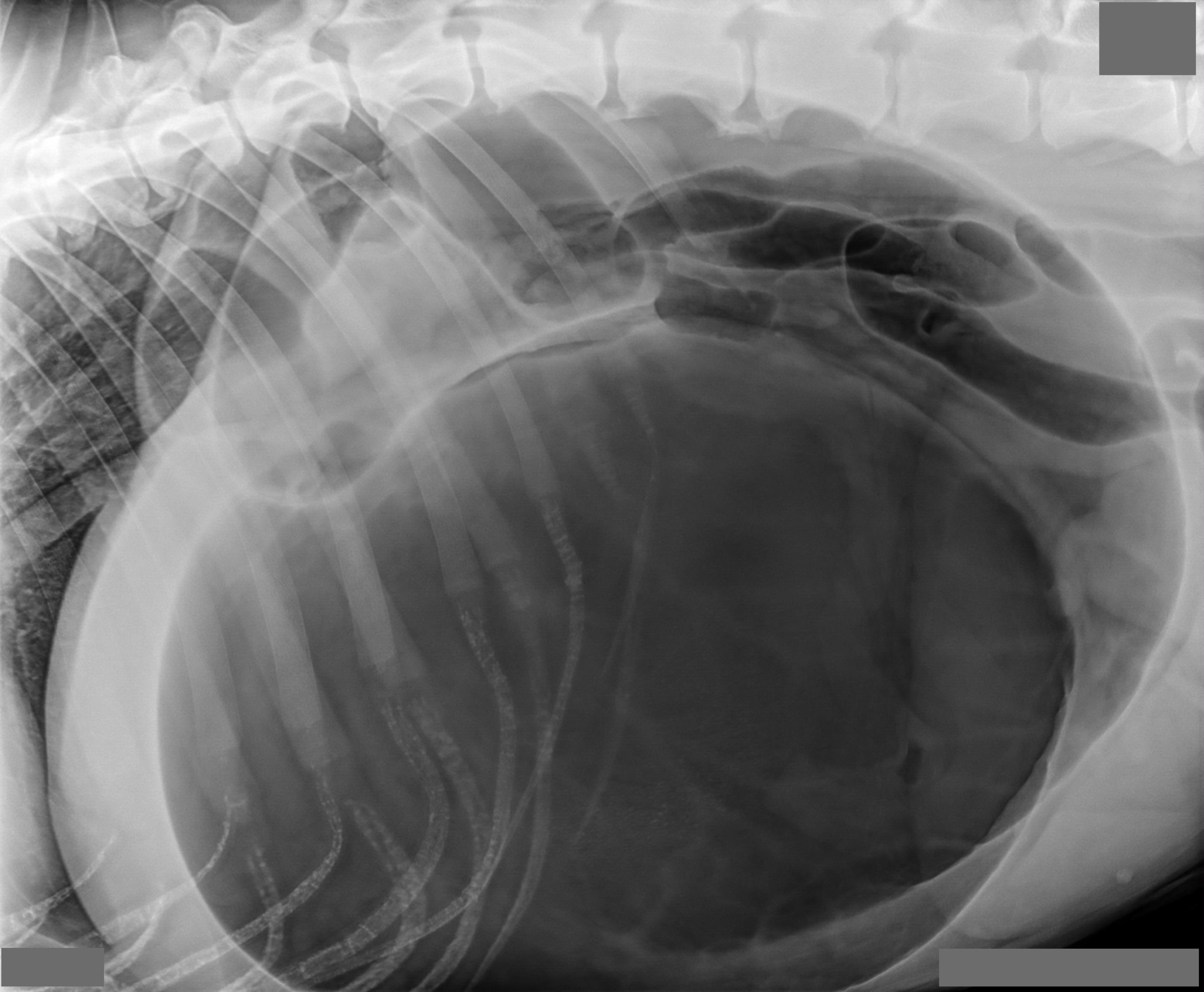 Gastric Dilation and Volvulus Portland Veterinary Emergency and Specialty Care