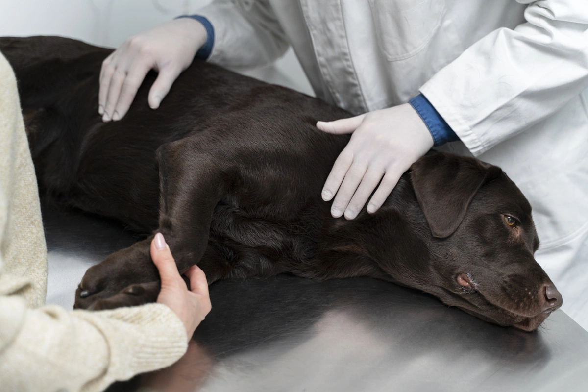 Soft Tissue Surgery Benefits Dogs