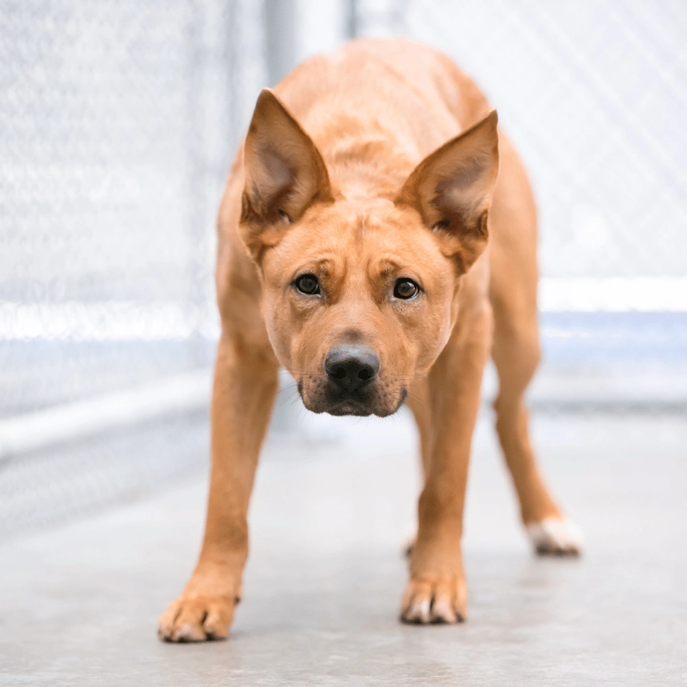 Helping Your Pet Cope with Fireworks and Loud Noises on the 4th of July