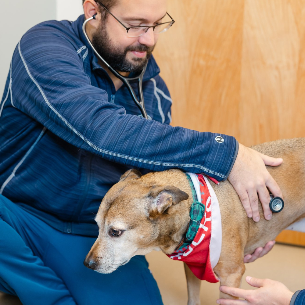 Why Is My Dog Throwing Up White Foam?