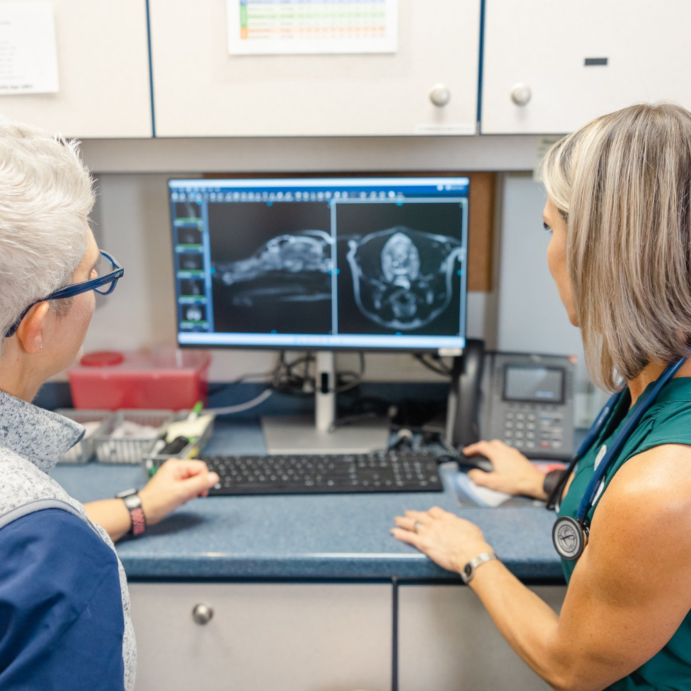 Understanding Pet Seizures Causes and Response