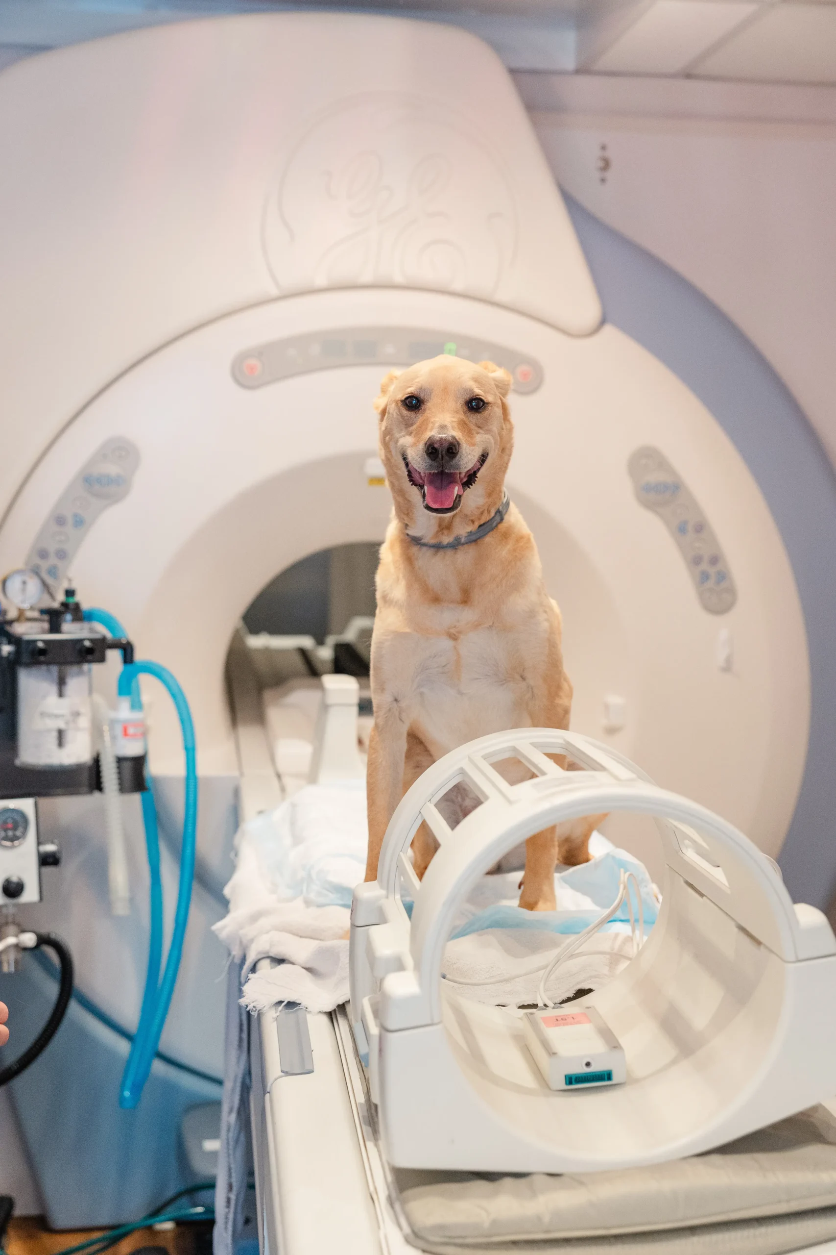 Portland Veterinary Emergency and Specialty Care