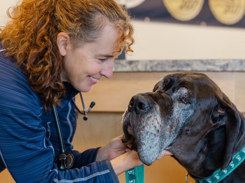 Portland Veterinary Emergency and Specialty Care