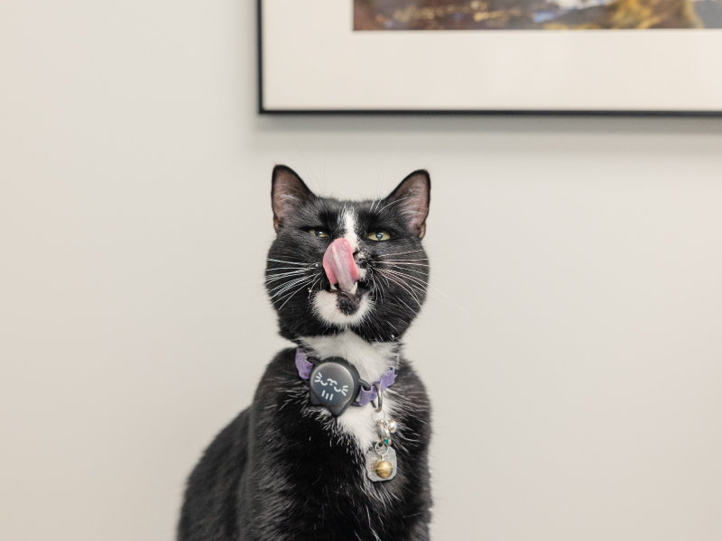 Portland Veterinary Emergency and Specialty Care