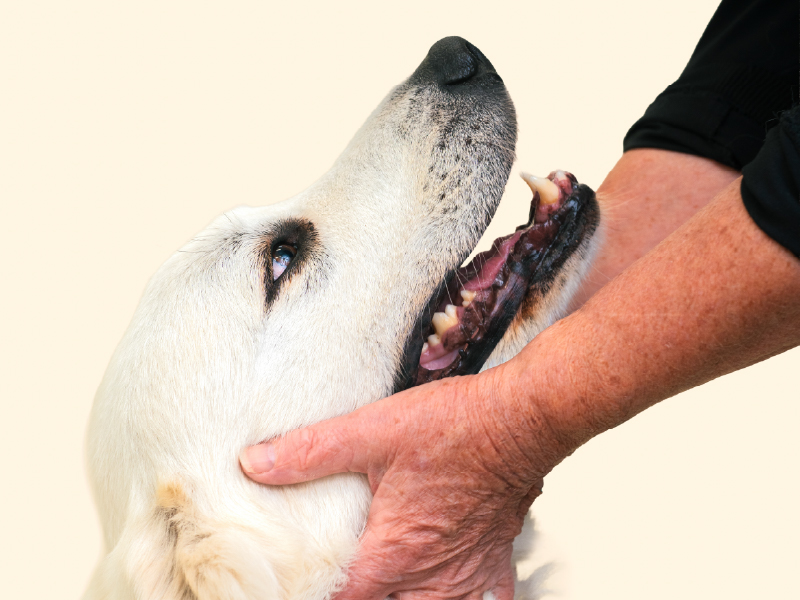 Portland Veterinary Emergency and Specialty Care