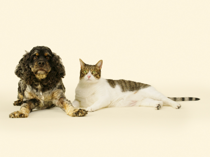 Portland Veterinary Emergency and Specialty Care