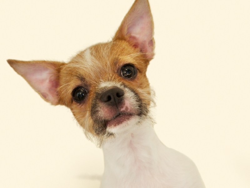 Portland Veterinary Emergency and Specialty Care