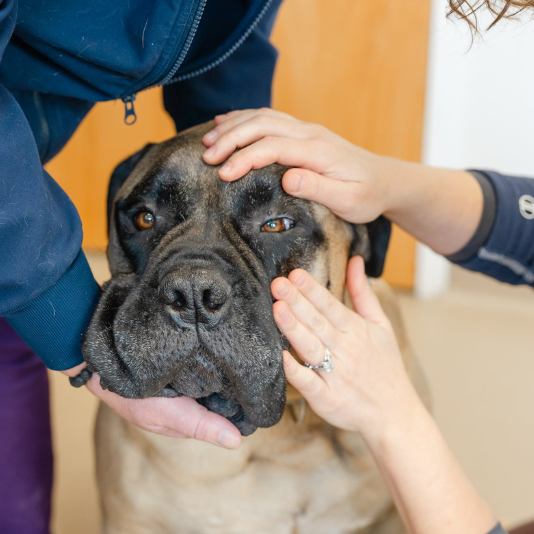 Portland Veterinary Emergency and Specialty Care