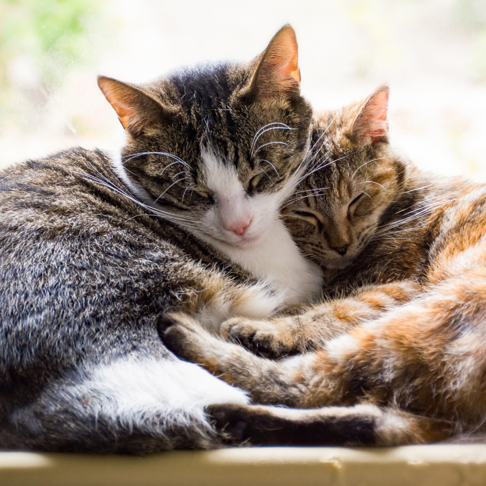 Understanding Urinary Blockages and Why Early Care Matters: What Every Cat Owner Needs to Know About Urinary Blockages