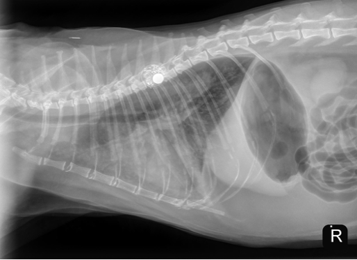 Cardiology Case of the Month: Fluid Intolerant/Overload Congestive Heart Failure in Cats