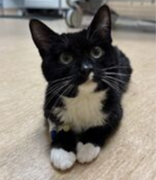 FIP – A Unique Neurologic Presentation