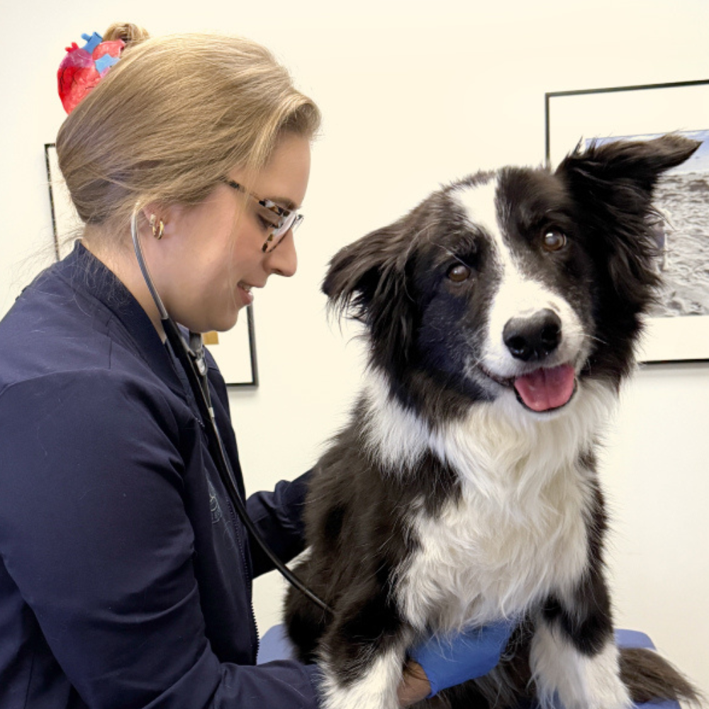 Pet Heart Health Awareness Month