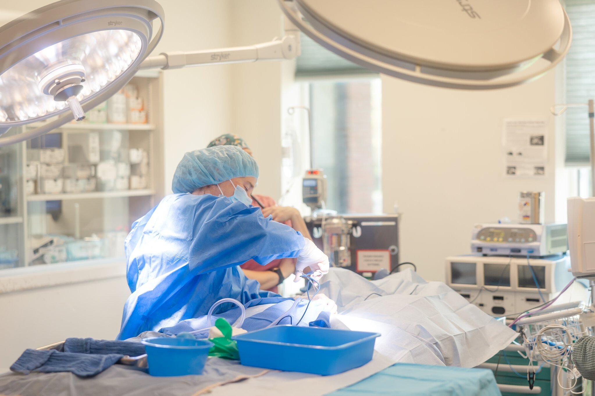 Portland Veterinary Emergency and Specialty Care