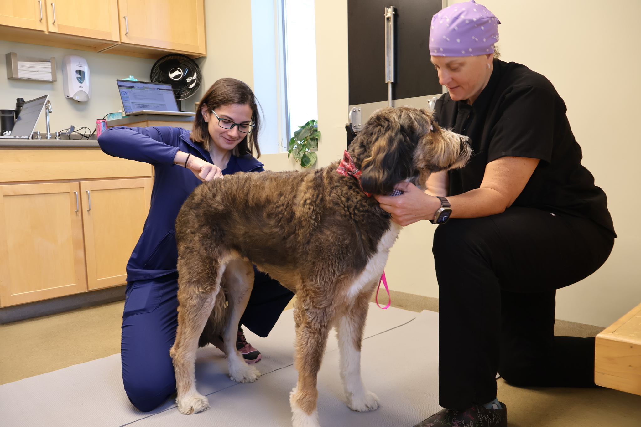 Portland Veterinary Emergency and Specialty Care