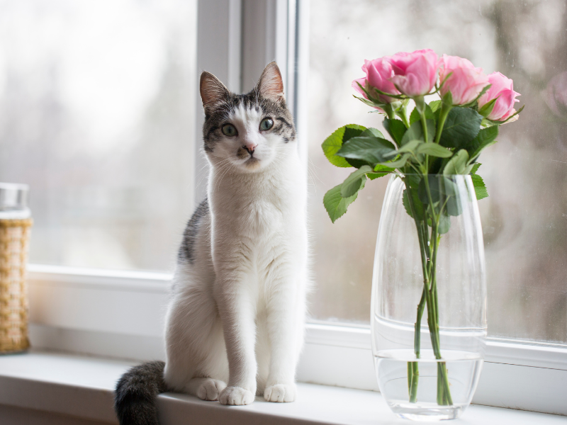 Protecting Your Pets: A Guide to Toxic and Safe Flowers