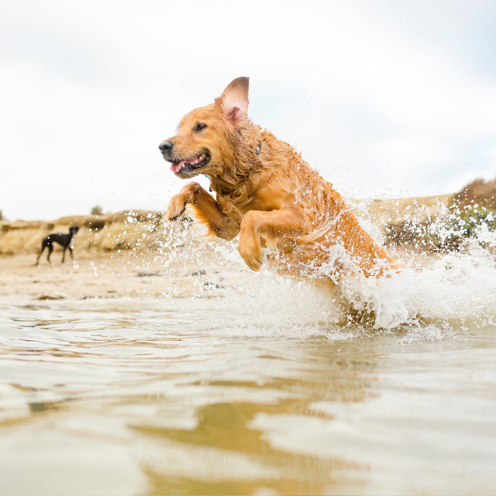 Summer Pet Safety Tips: How to Protect Your Pet from Seasonal Emergencies