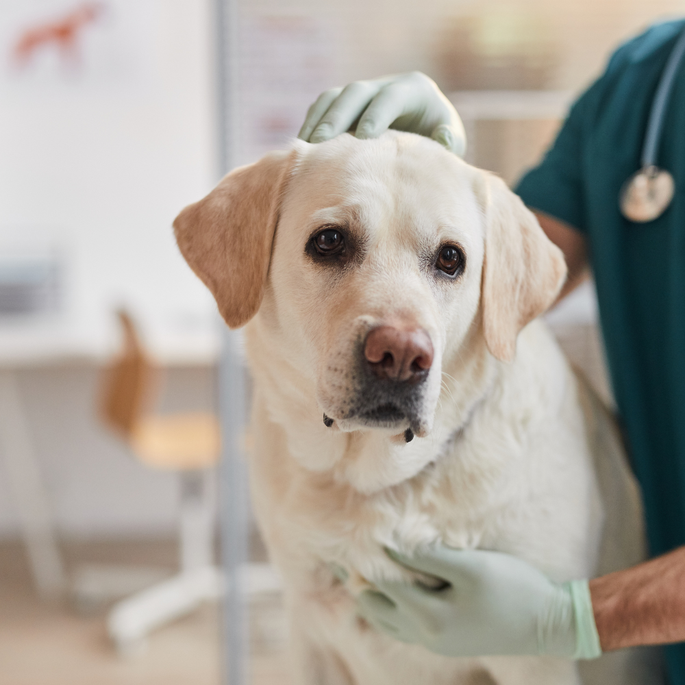 Inside Pet Foreign Body Surgery: Steps, Recovery & What to Expect