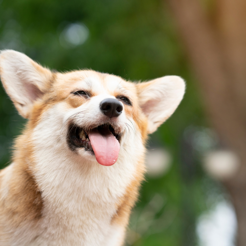 Heatstroke Survival Guide for Pets