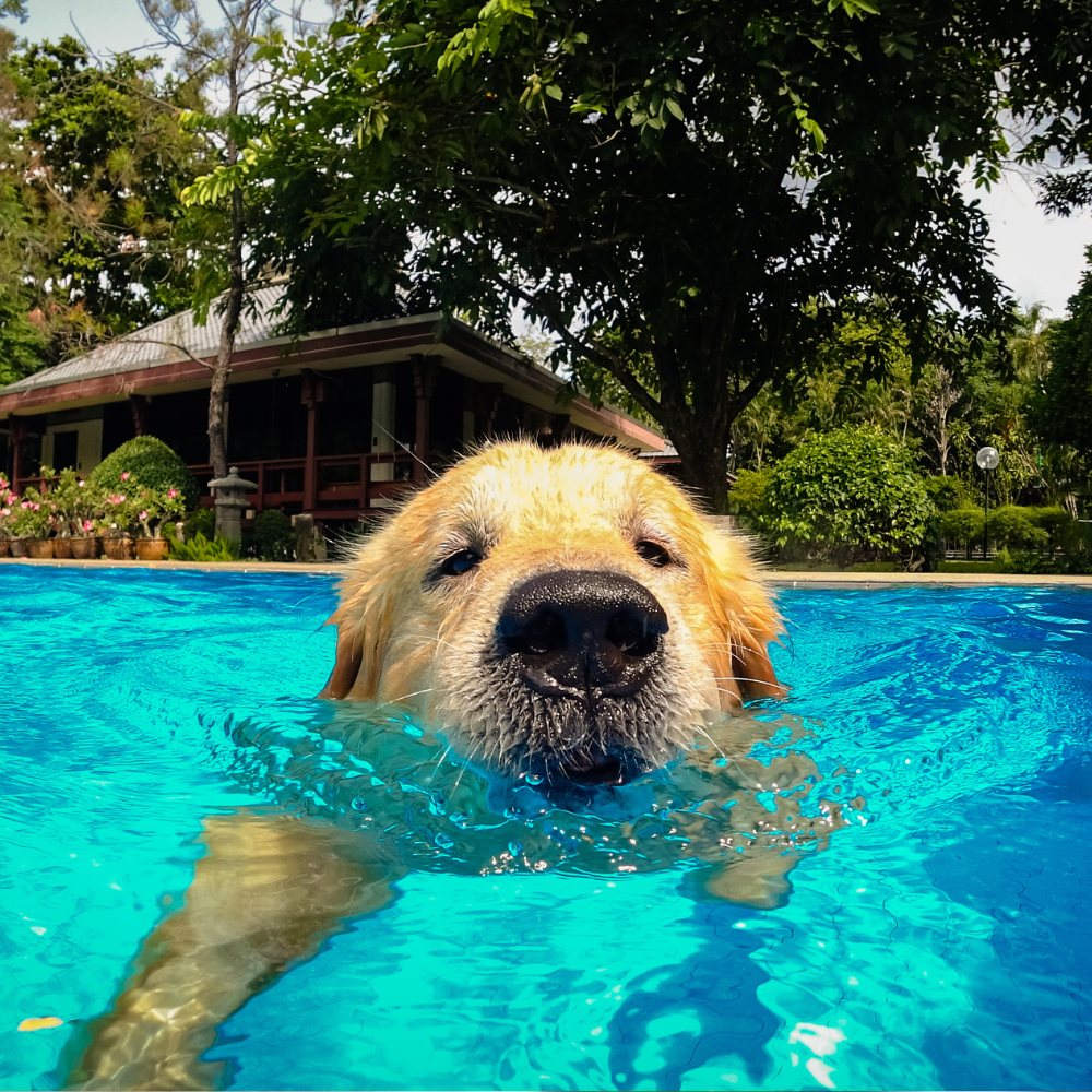 Keeping Pets Safe Around Water: Essential Summer Safety Tips for Pet Owners