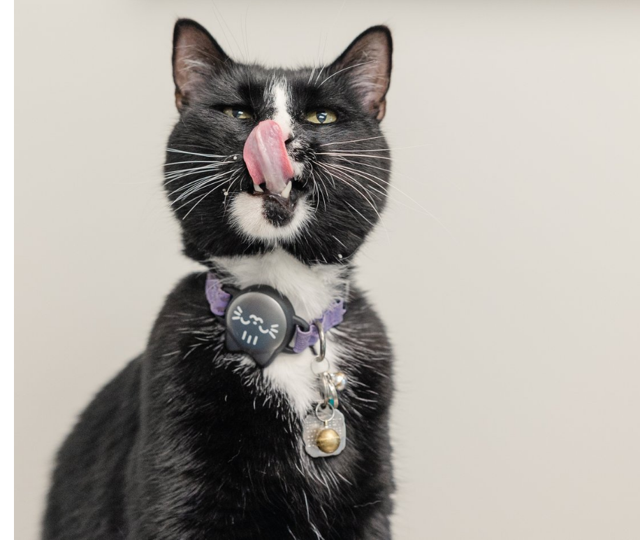 Portland Veterinary Emergency and Specialty Care