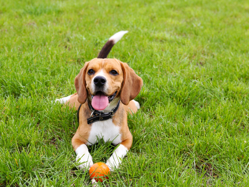 What to Do If You Find a Tick on Your Dog: A Maine Pet Owner’s Guide