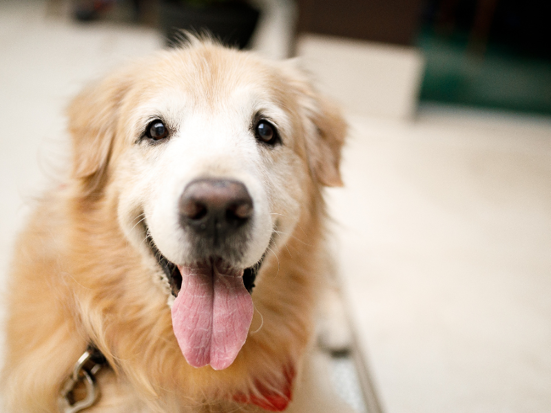 Protecting Your Pet’s Vision